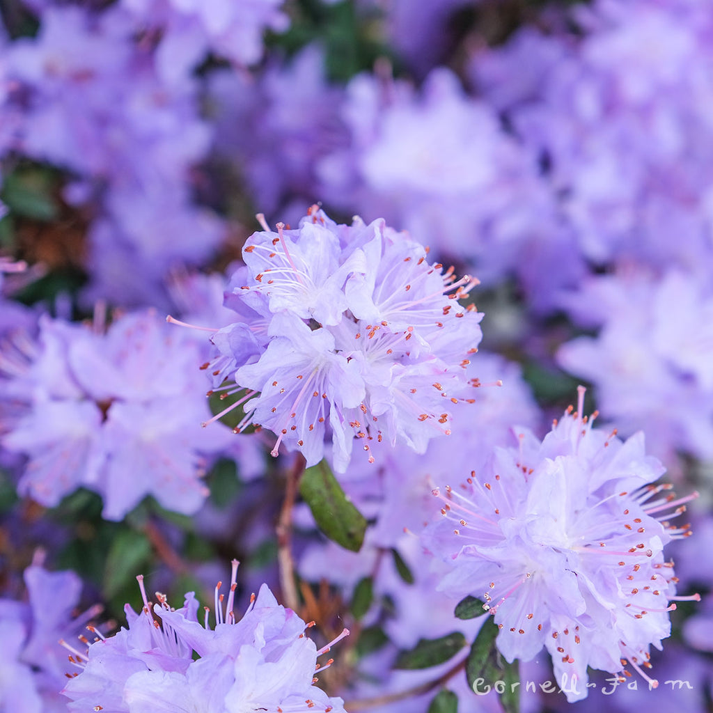 Rhododendron Blue Diamond 24-30in – Cornell Farm