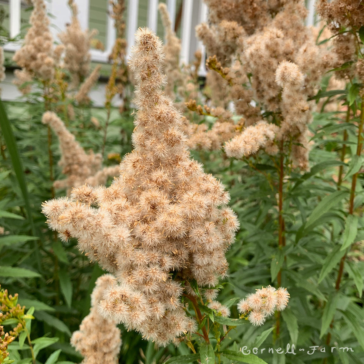 Solidago canadensis 1gal Goldenrod