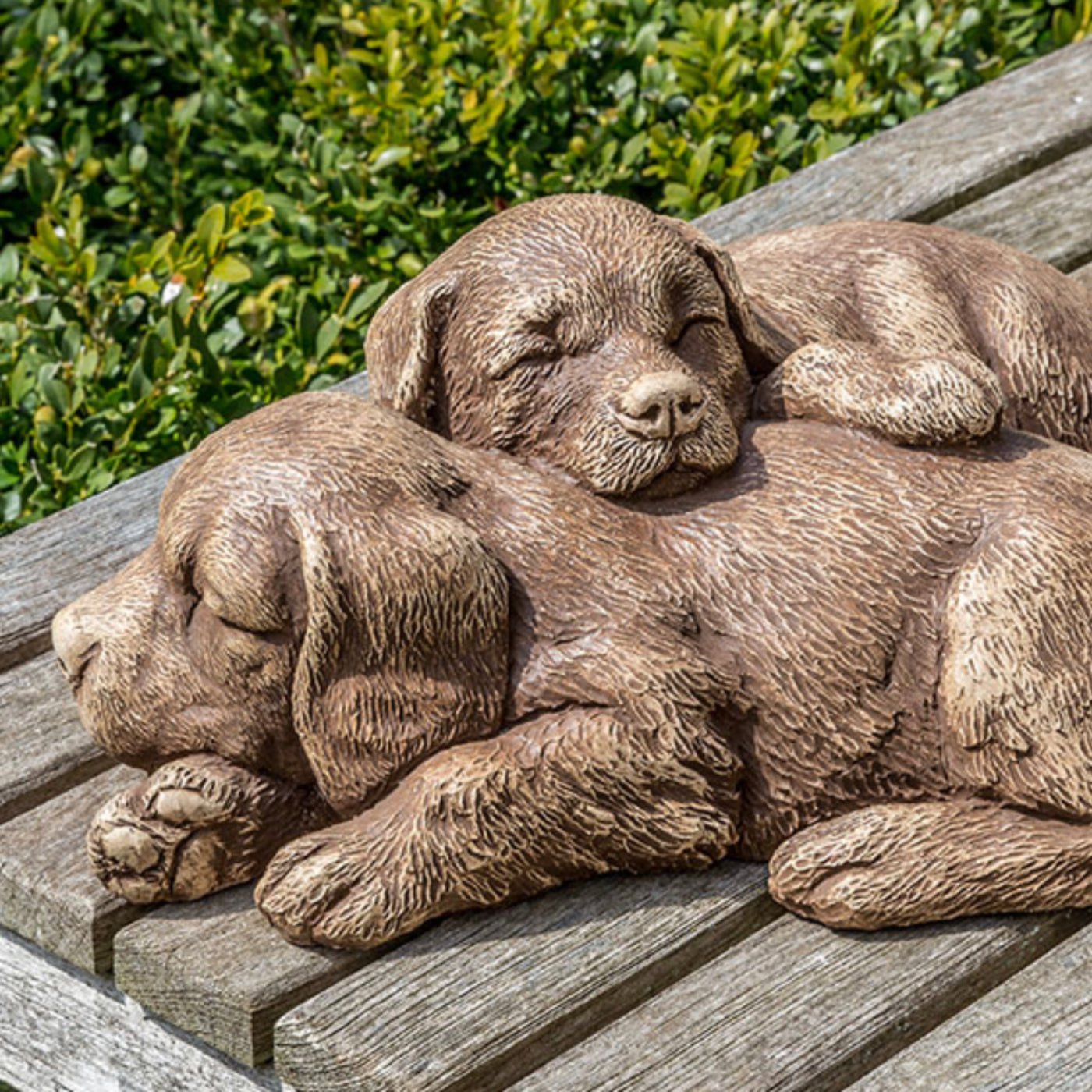 Dog Nap Time Puppies