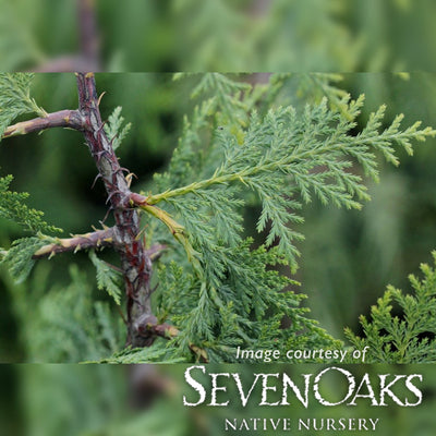 Chamaecyparis nootkatensis 3gal Alaskan Cedar
