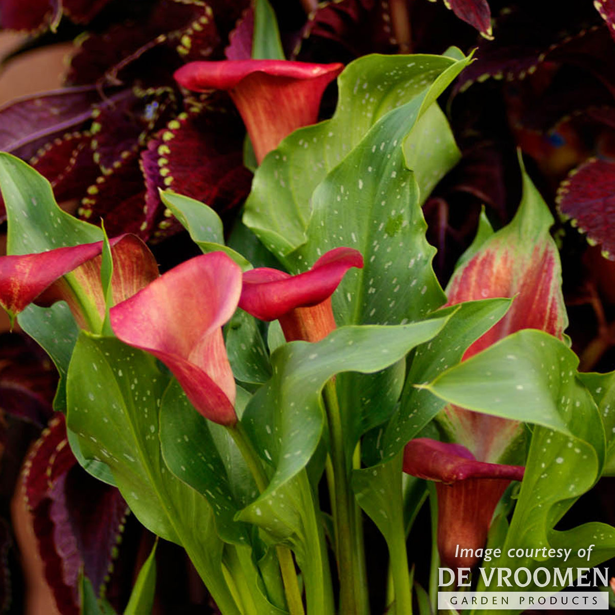 Calla Lily Majestic Red 1ct