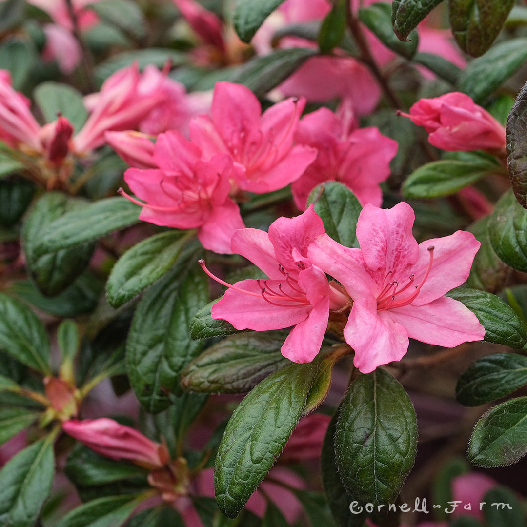 Azalea Autumn Amethyst 3gal Encore – Cornell Farm