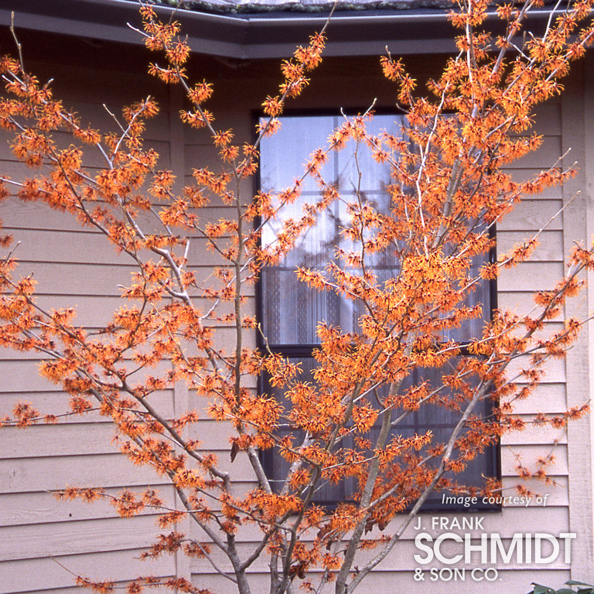 Hamamelis x intermedia Jelena 5gal Orange Witch Hazel