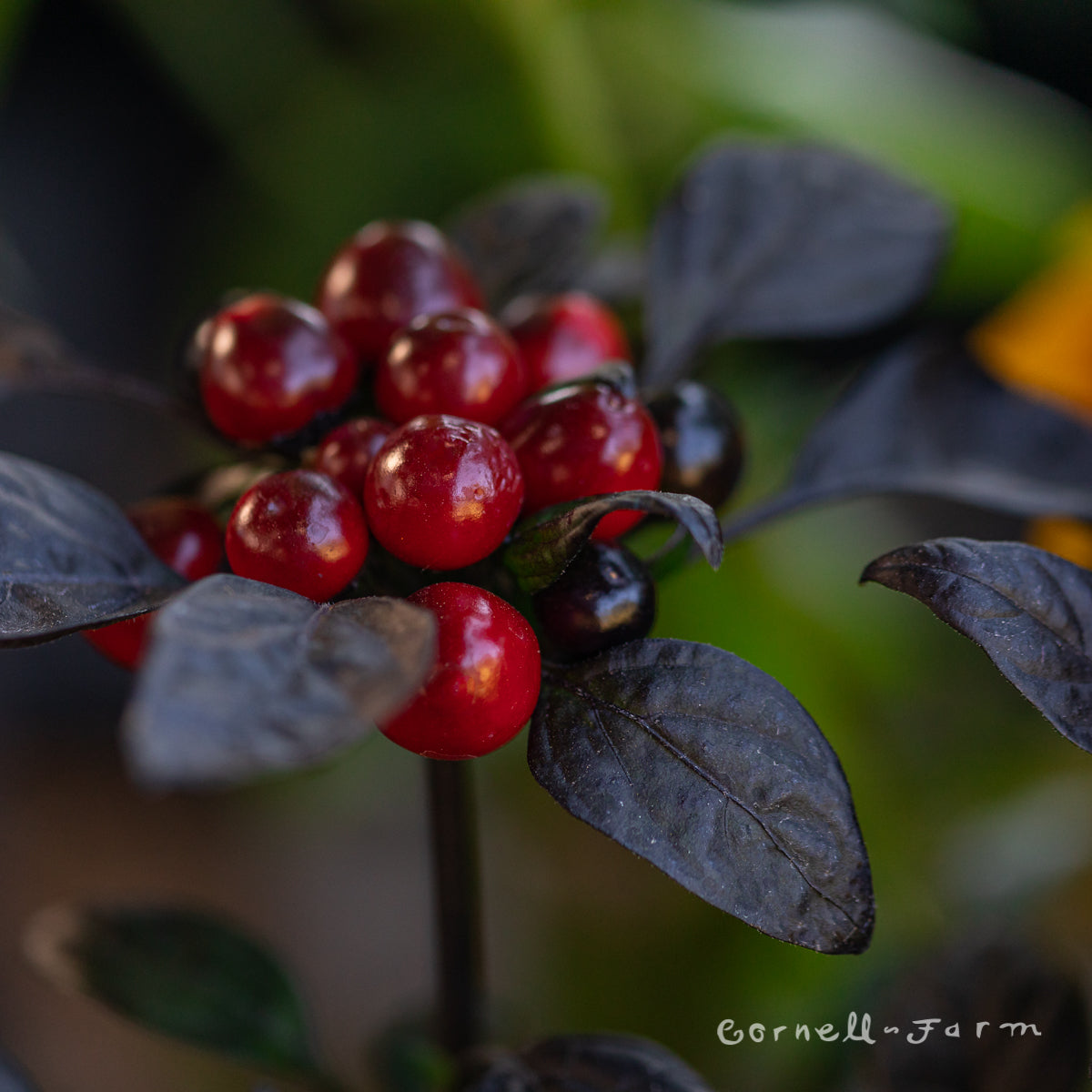 Capsicum Black Pearl Qrt. Ornamental Pepper