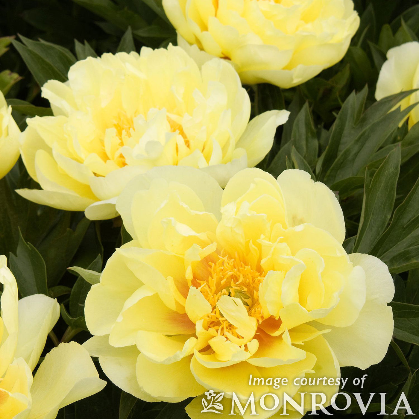 Paeonia Itoh Bartzella 5gal Peony