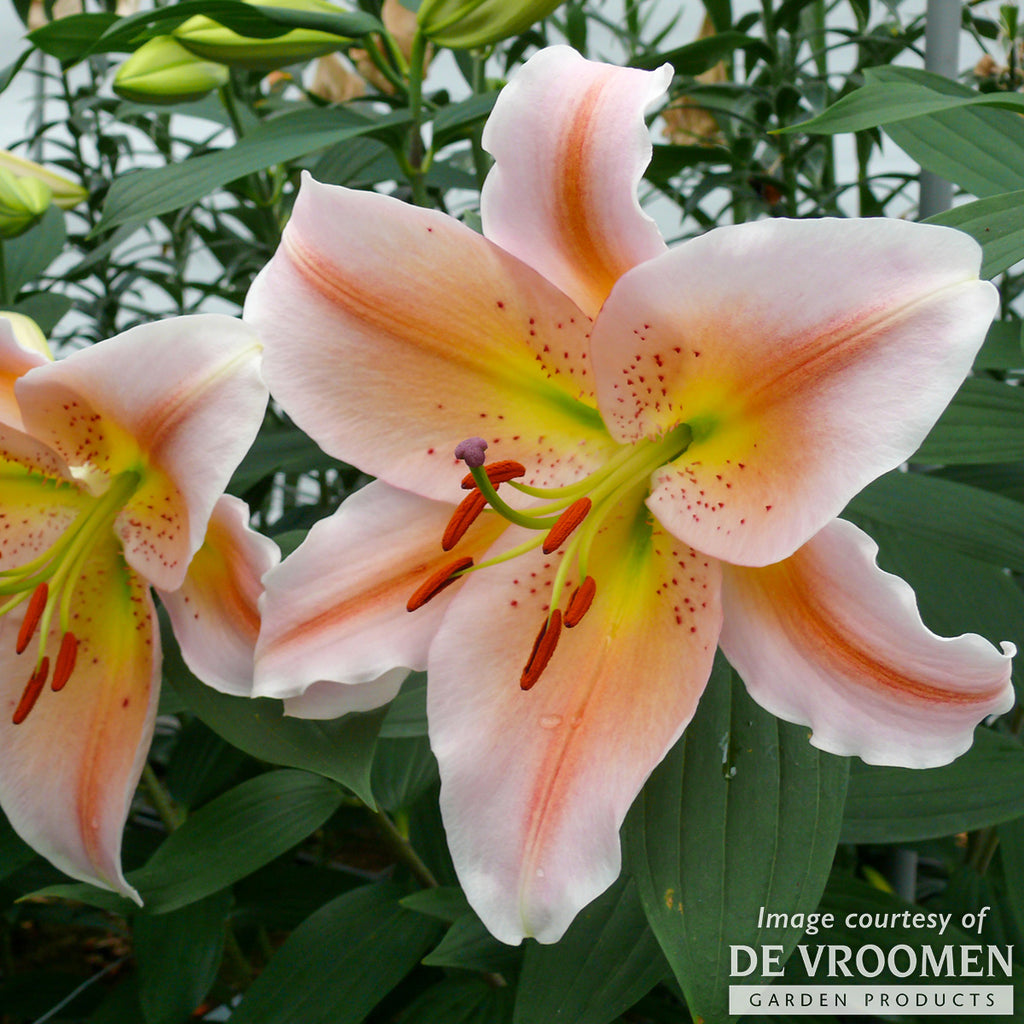 Lilium Salmon Party Oriental Lily 2ct. – Cornell Farm