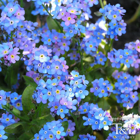 Myosotis sylv. Bluesylva Qrt.