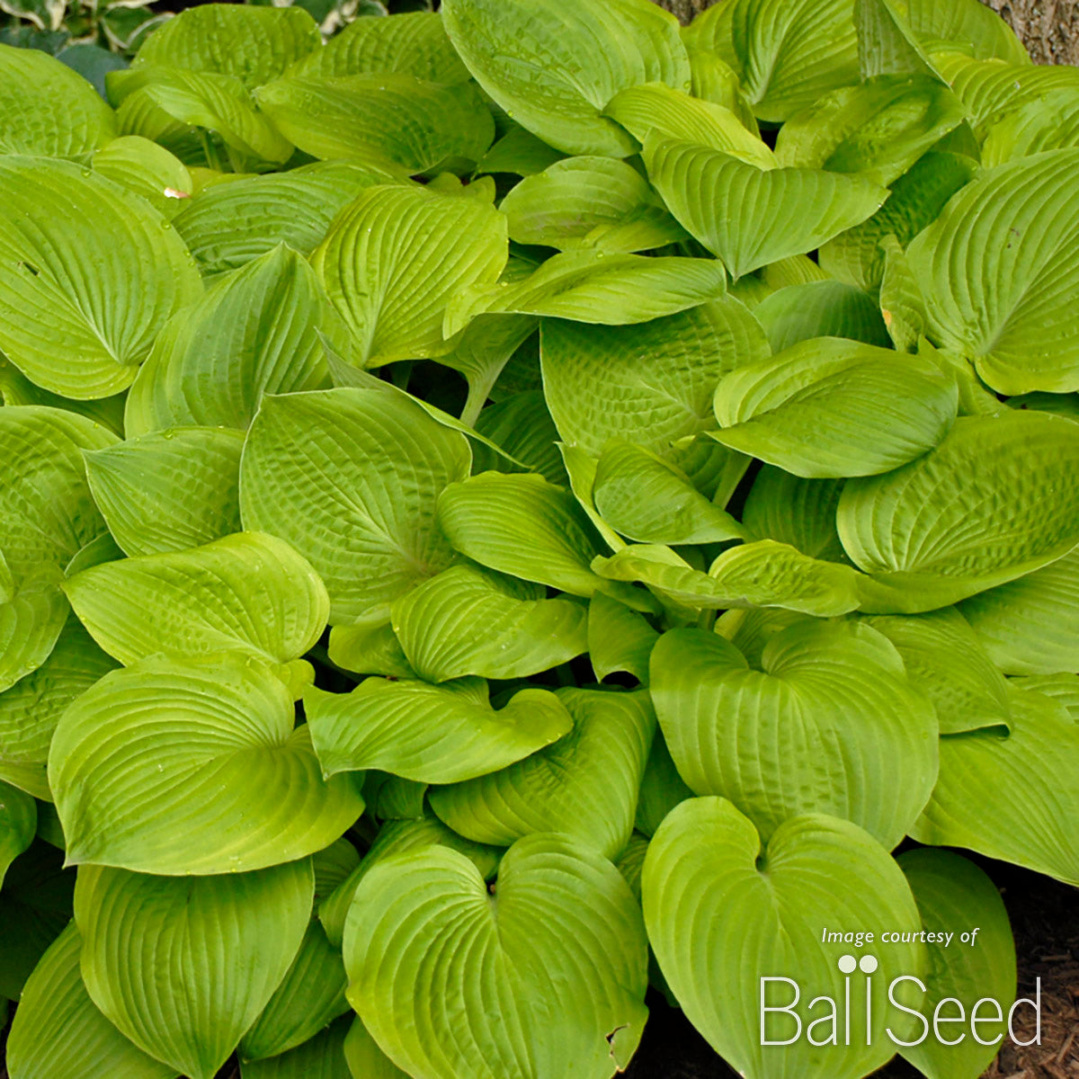 Hosta August Moon 1gal CF