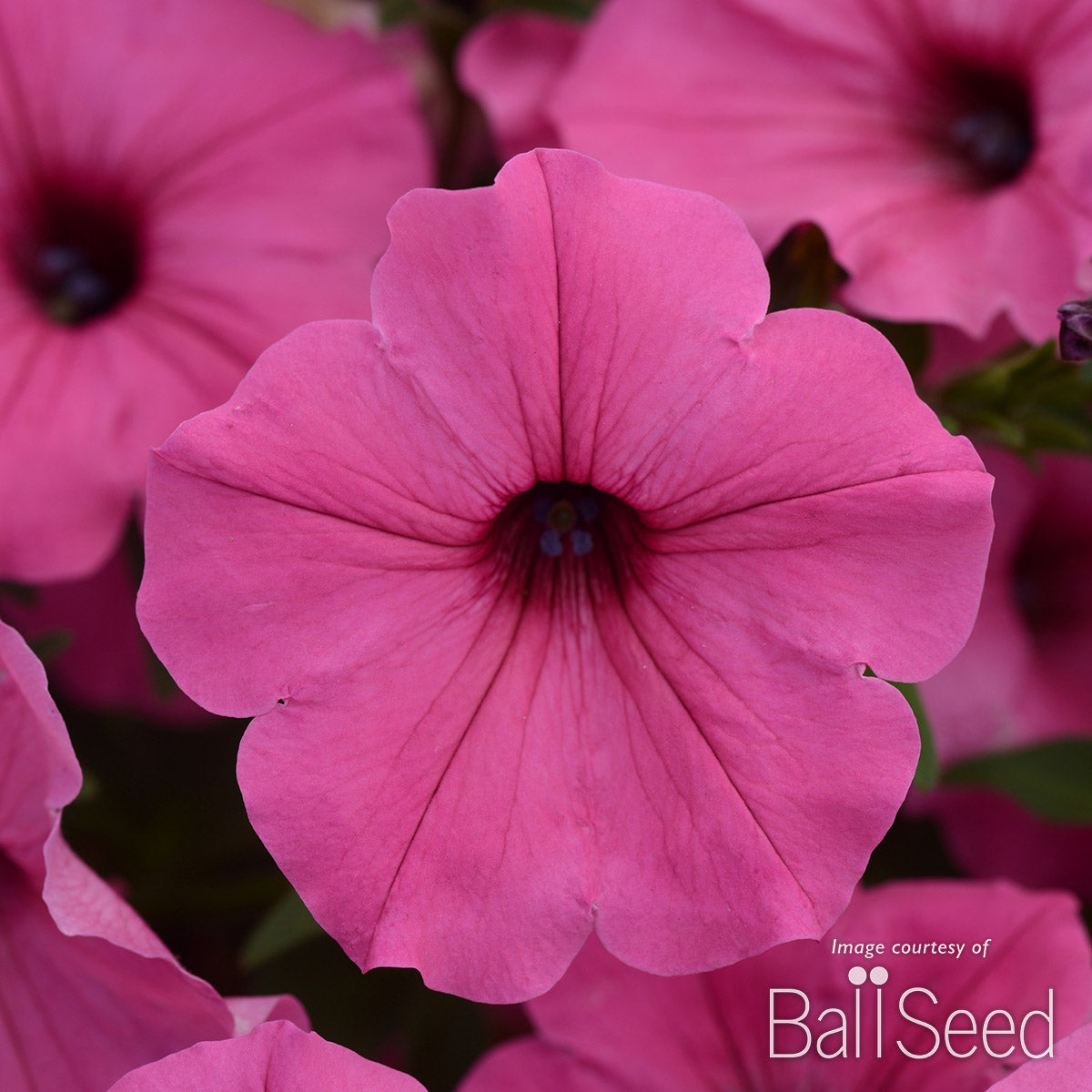 Petunia ColorRush Pink 4.25in CF