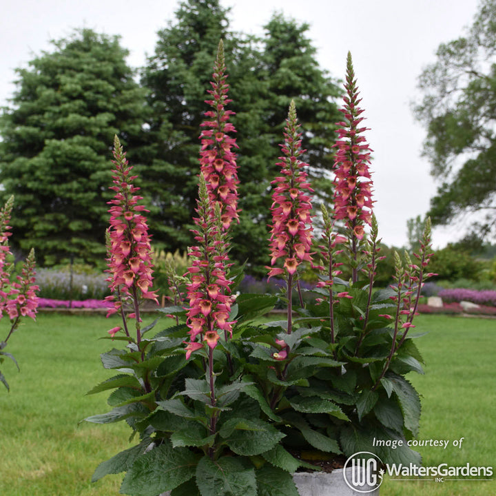クルミラ　フェニックス Illumination® Flame Hybrid Foxglove, x Digiplexis 'Flame