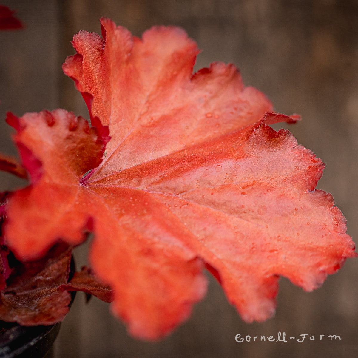 Heuchera Forever Red 1gal