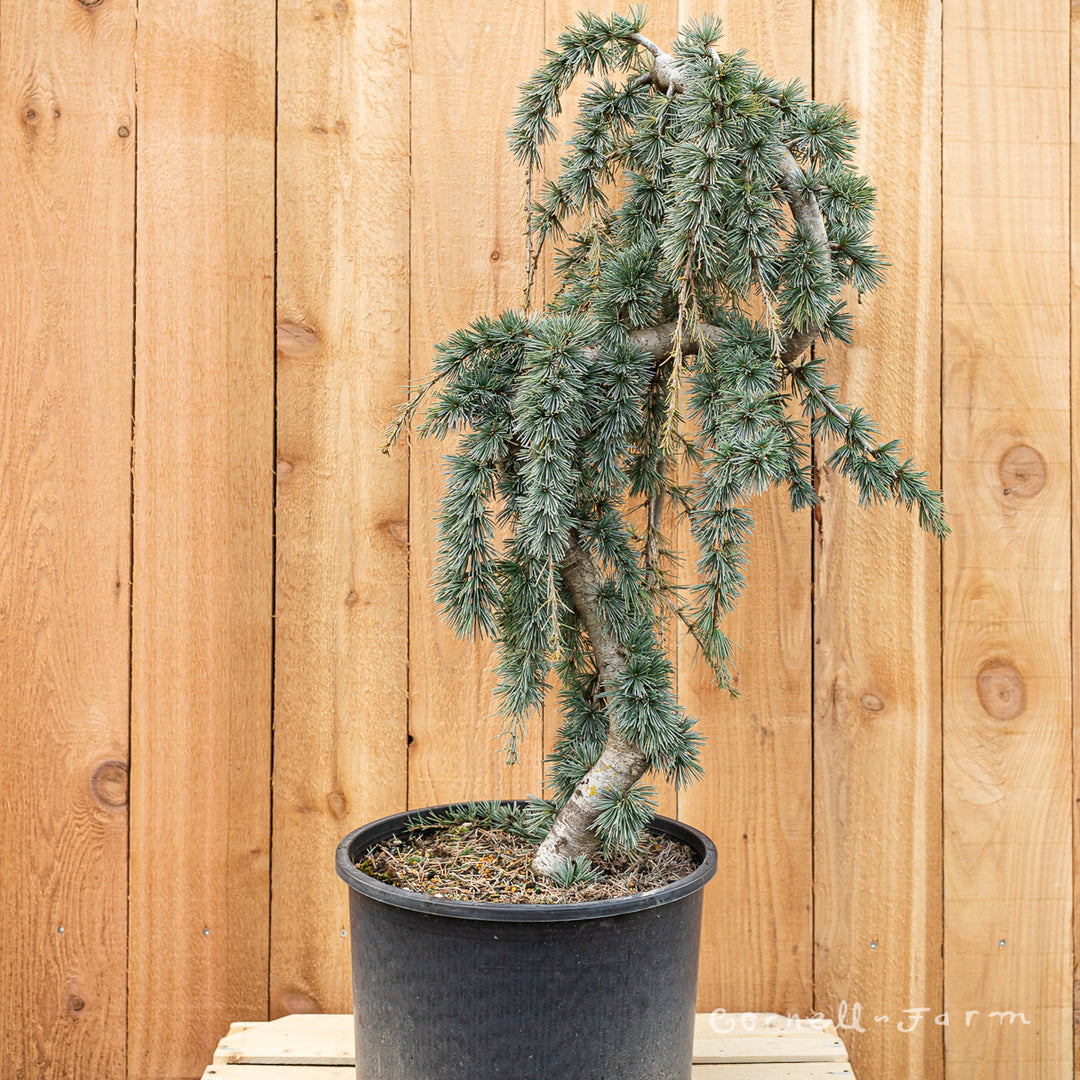 Cedrus a. Glauca Pendula Serpentine 6gal Weeping Blue Atlas Cedar – Cornell  Farm
