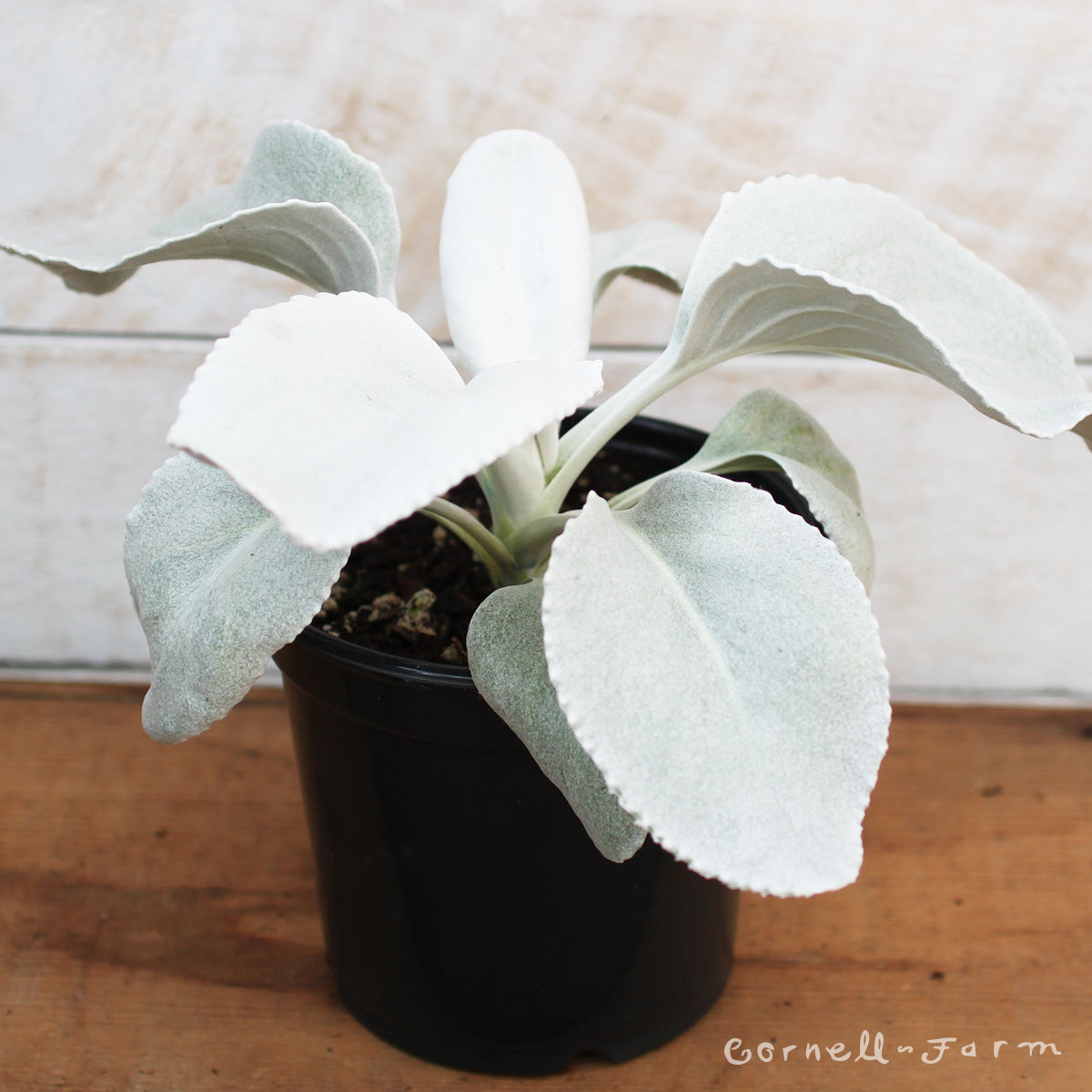 Senecio candicans Angel Wings 1gal CF