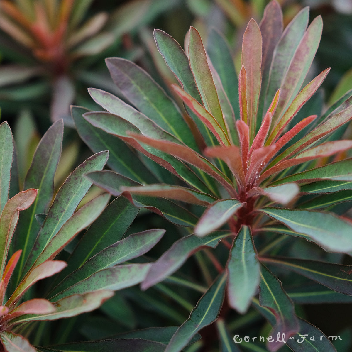 Euphorbia Miners Merlot Dark Leaf Qrt.