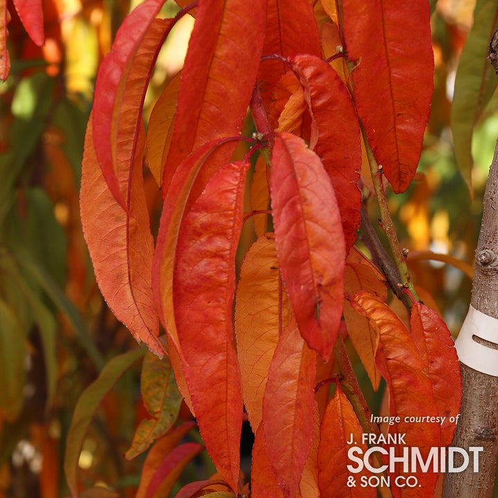 Peach Frost Espalier – Cornell Farm