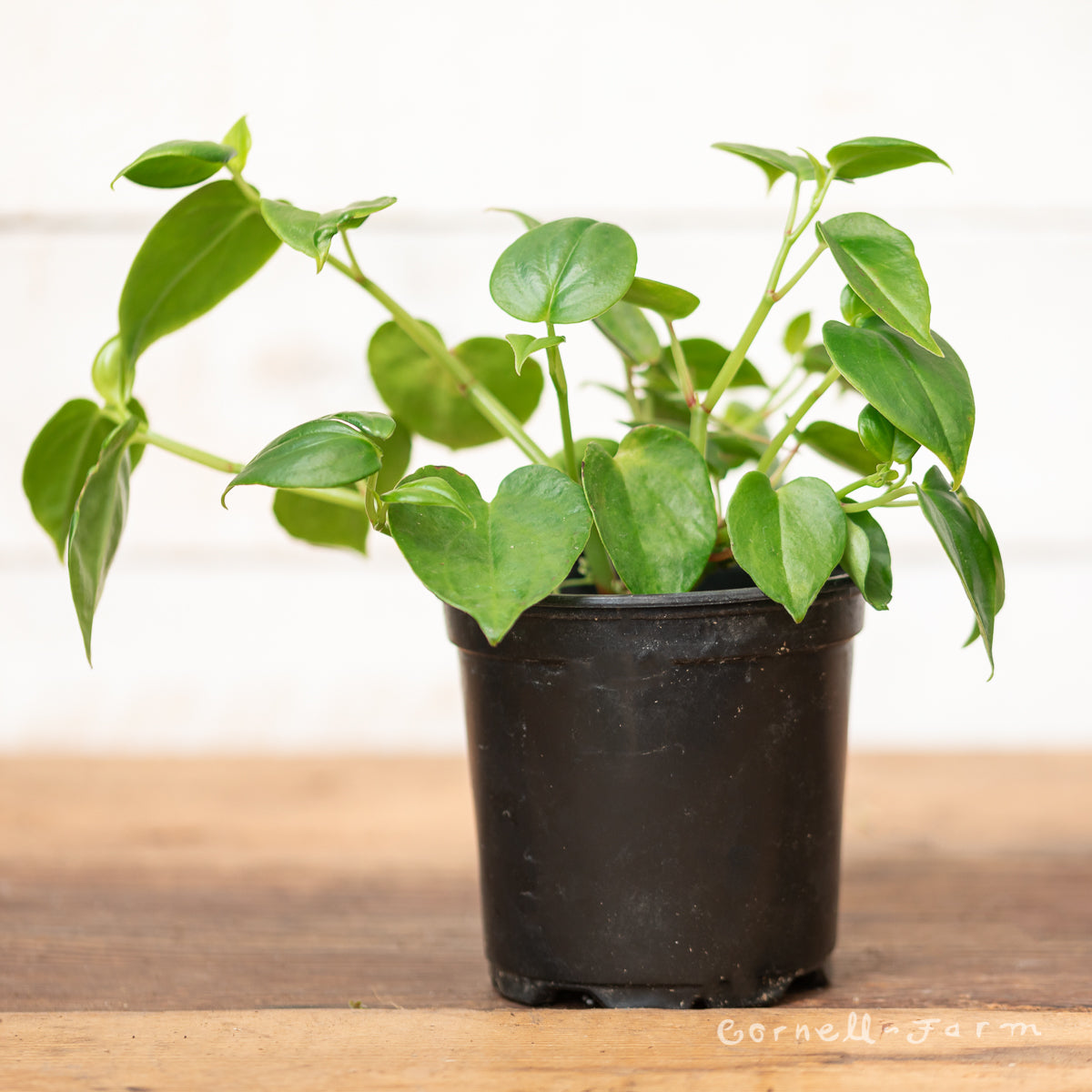 philodendron cupid Peperomia scandens 4in Cupid Peperomia