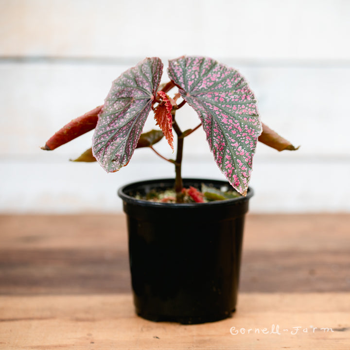 Begonia fibrous 4in Pink Mink – Cornell Farm