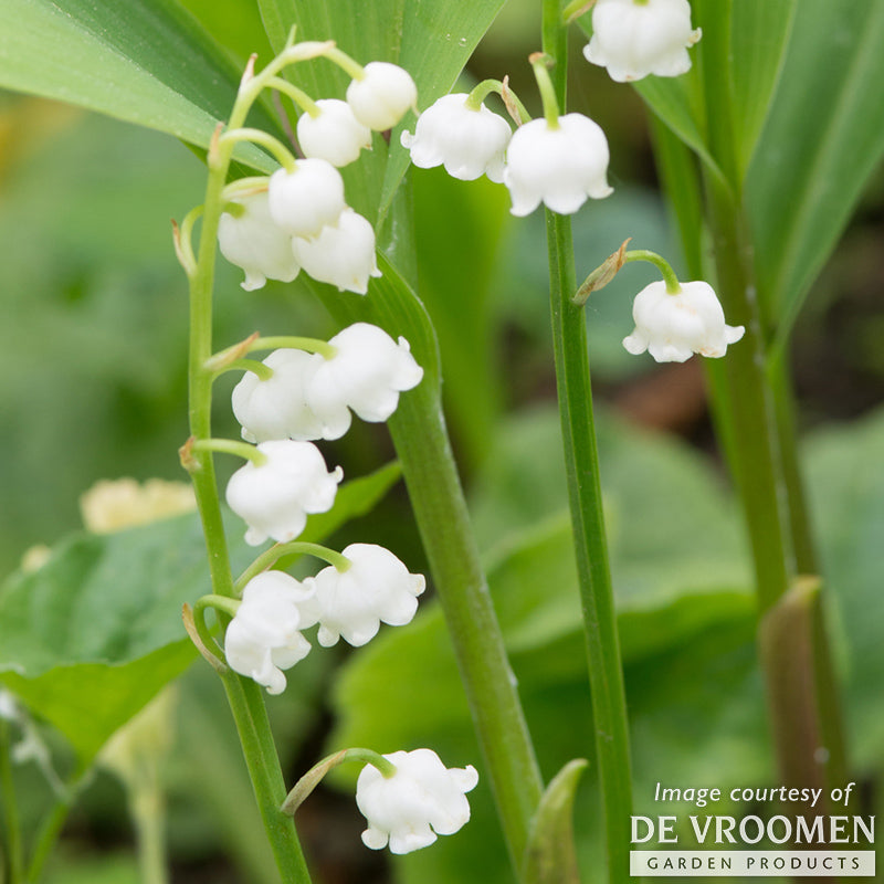 Convallaria majalis Lily of the Valley Bare Root