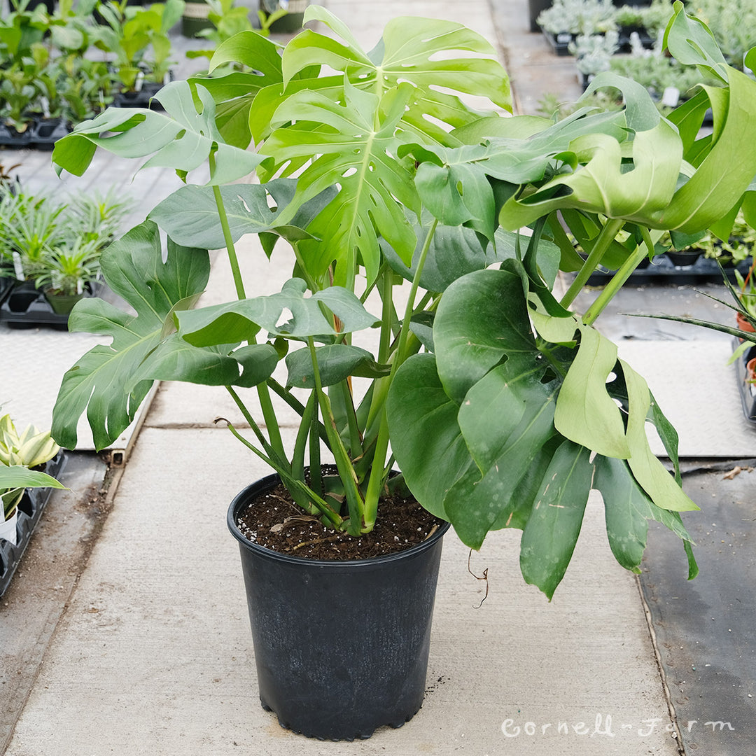 Monstera deliciosa 12in Split Leaf – Cornell Farm