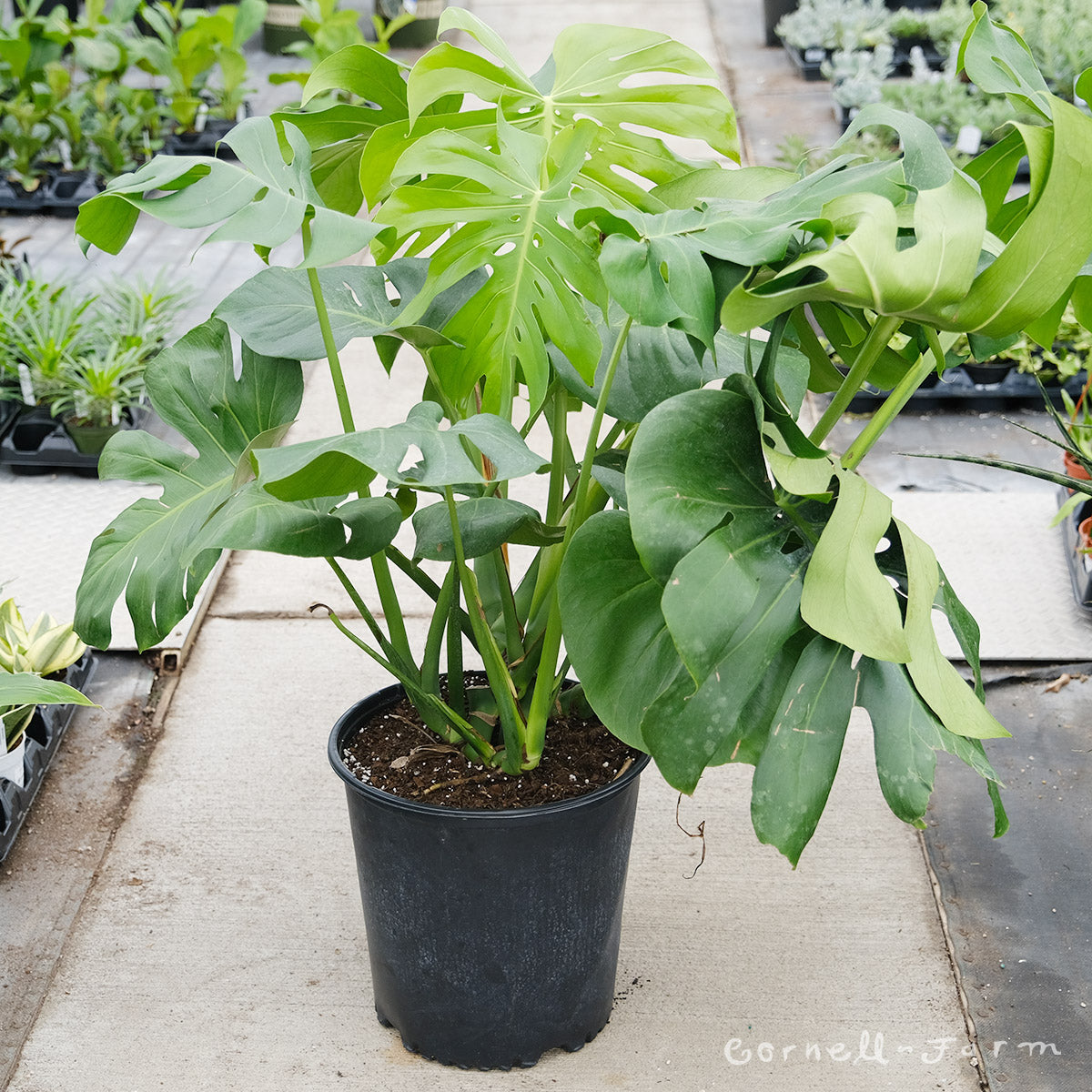 monstera plant for sale near me Monstera deliciosa 12in Split Leaf – Cornell Farm