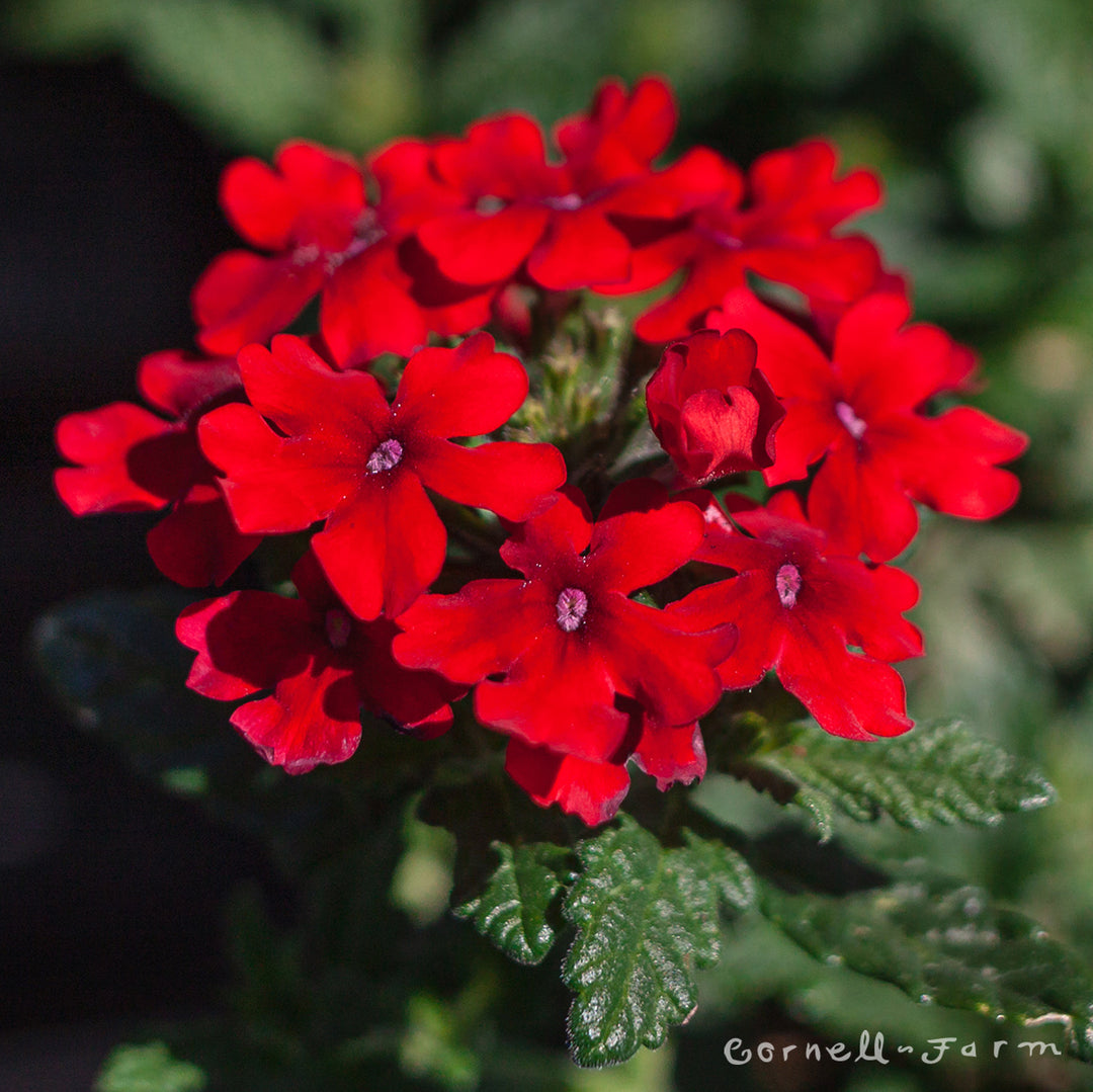 Verbena EnduraScape Red Qrt CF – Cornell Farm