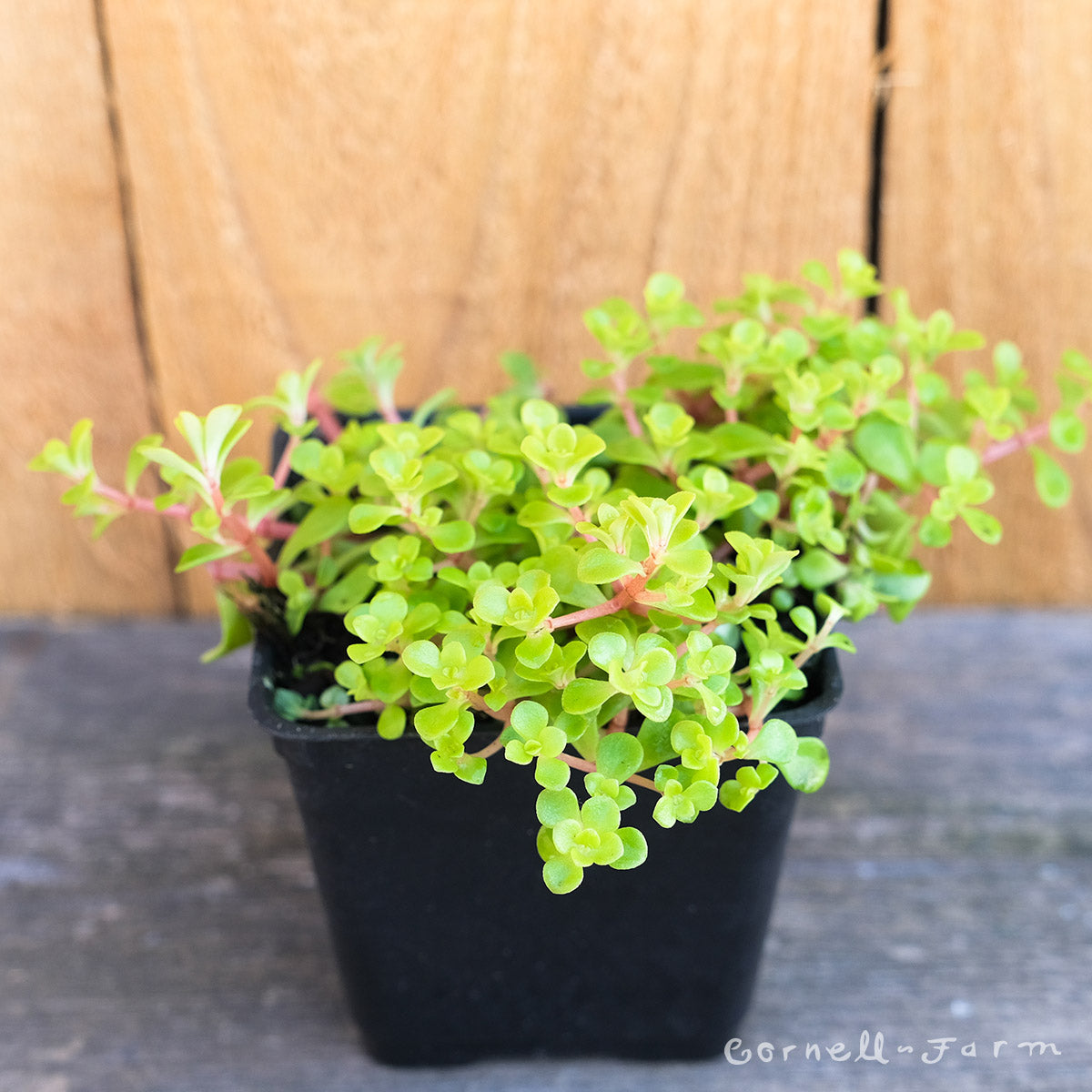 ogon succulent Sedum makinoi Ogon 4in