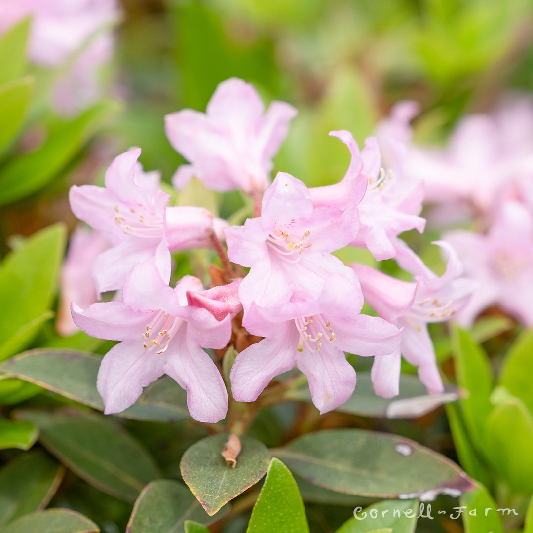 rhododendron myrtifolium Rhododendron Myrtifolium 2gal
