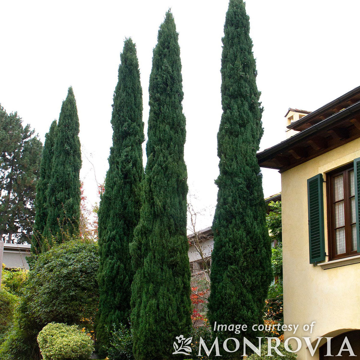 Cupressus s. Glauca 5gal Italian Cypress