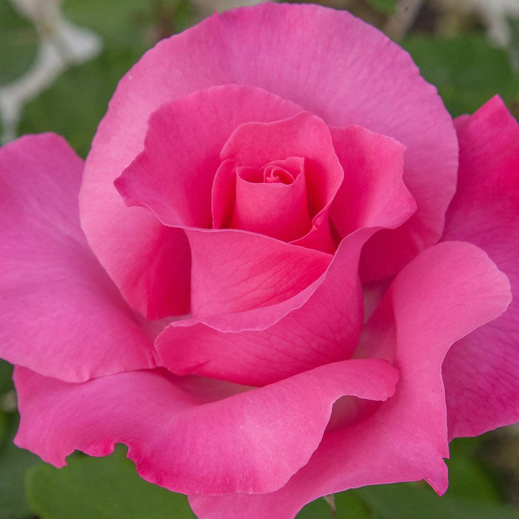 Rose The McCartney Rose 5gal Hybrid Tea – Cornell Farm