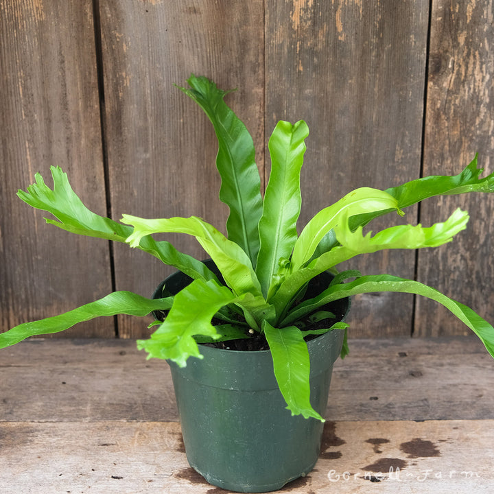 japanese birds nest fern Asplenium nidus 6in Japanese Birds Nest Fern – Cornell Farm