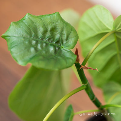 Ficus umbellata 4in