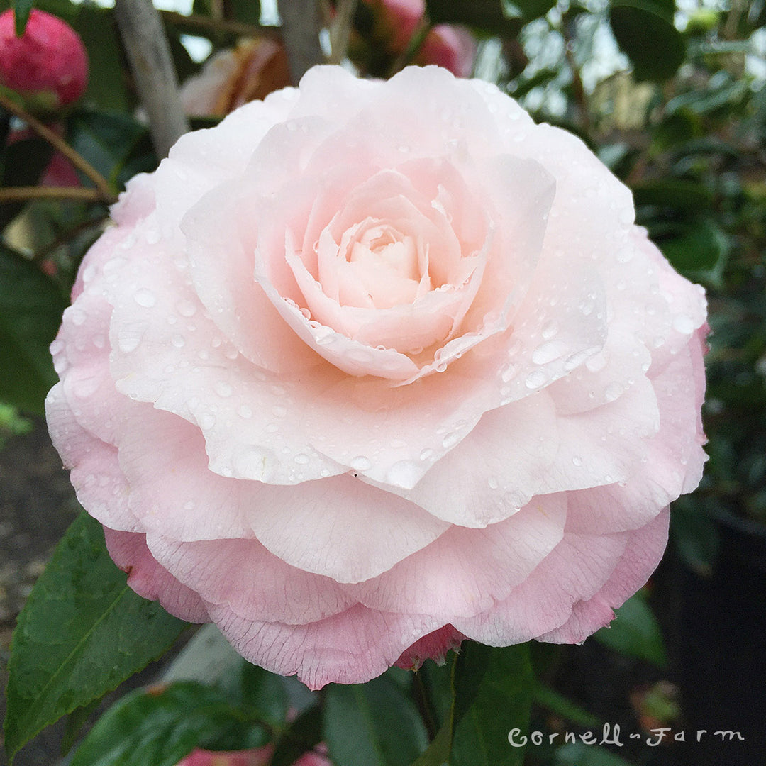 Camellia j. Nuccio's Pearl 5gal – Cornell Farm