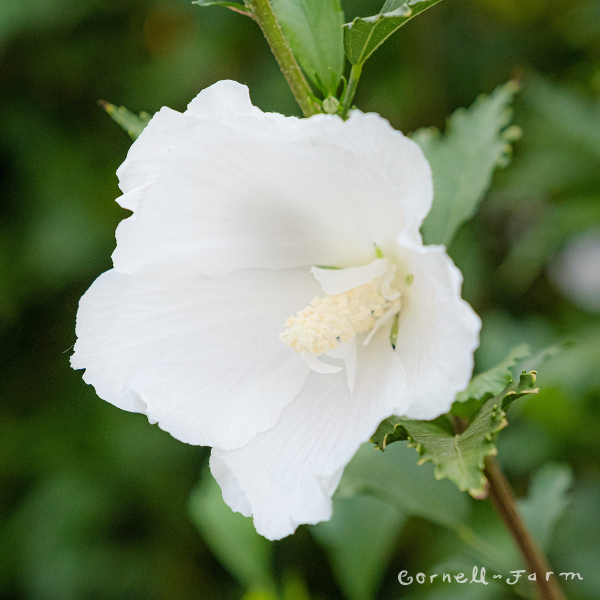 Hibiscus s. White Pillar 6gal Hardy Rose of Sharon