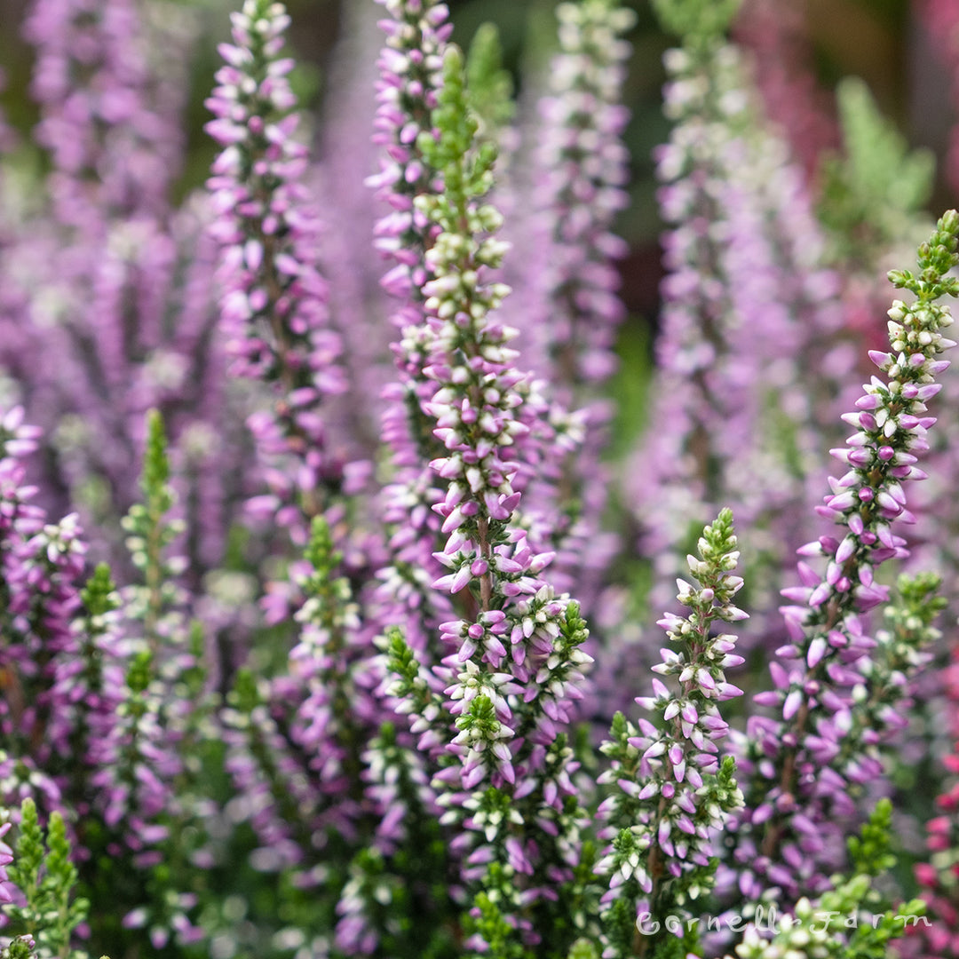 Calluna vulgaris Renate 4in – Cornell Farm