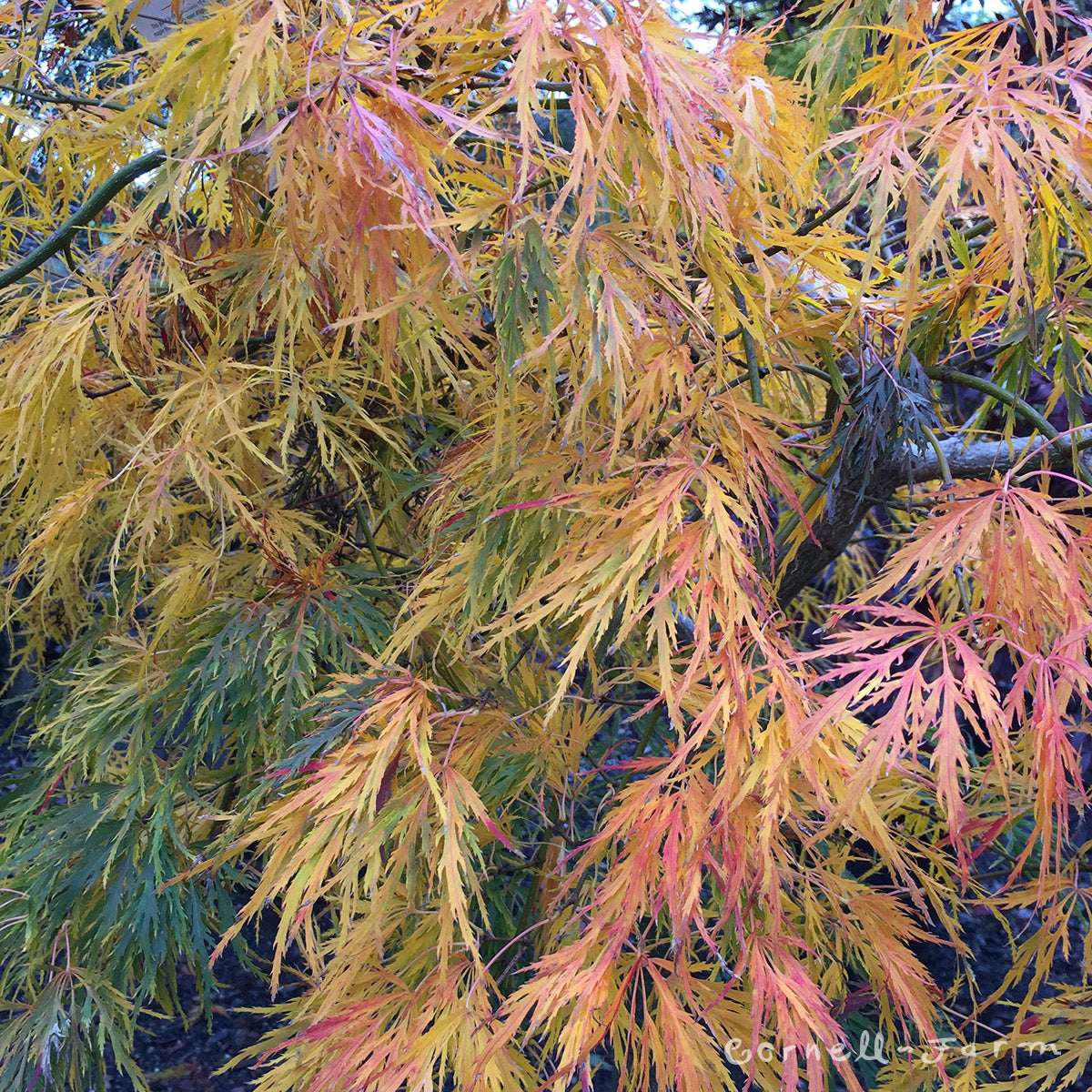 Acer p. d. Viridis 15gal Japanese Maple