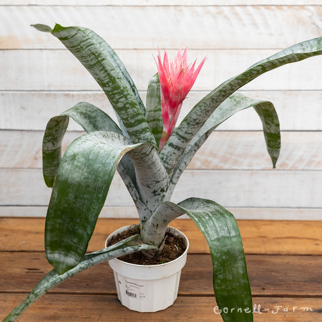 Aechmea fasciata 6in Silver Vase Urn Bromeliad – Cornell Farm