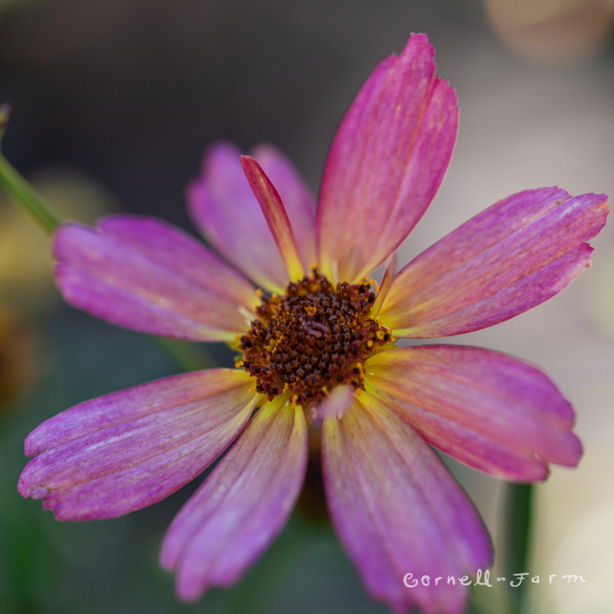 Coreopsis Shades of Rose 1gal