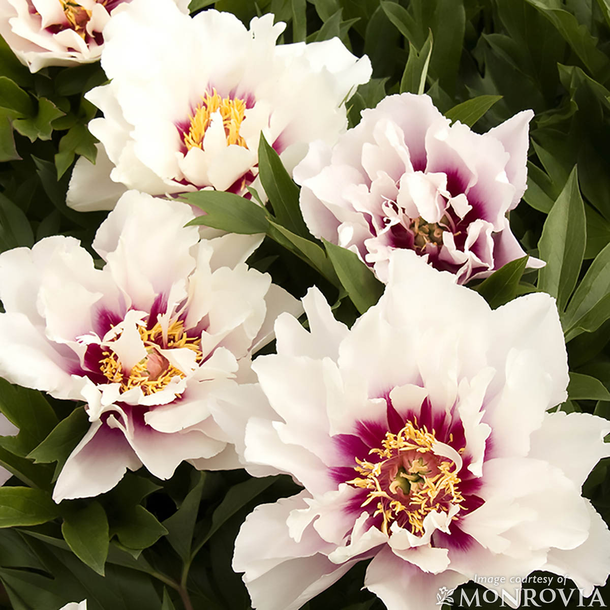 Paeonia Itoh Cora Louise 5gal Peony