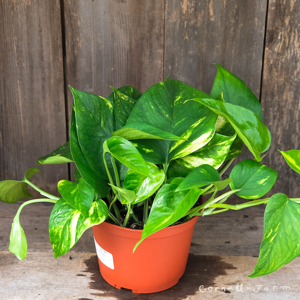 epipremnum aureum pothos Epipremnum aureum 6in Golden Pothos