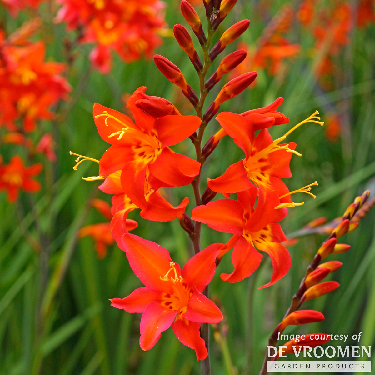 Crocosmia Prince of Orange 1 gal. CF