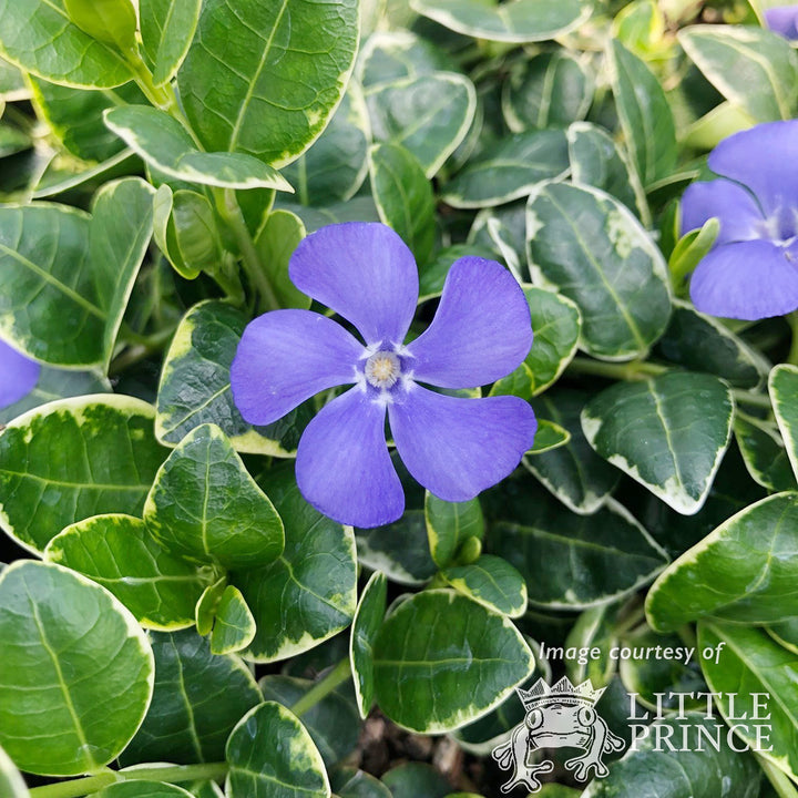 Vinca minor Ralph Shugert 4in Periwinkle Variegated