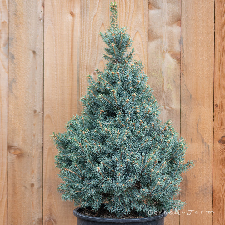 Picea p. Sester Dwarf 6gal – Cornell Farm