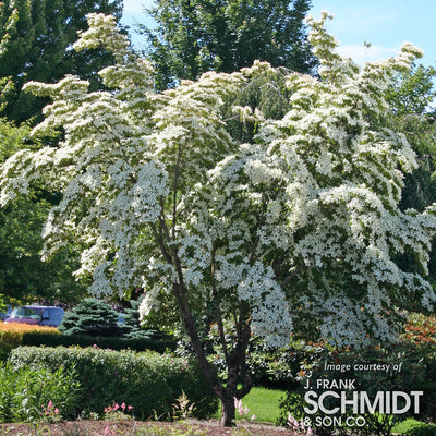 Cornus k. Milky Way 15gal Dogwood tree 6-7ft