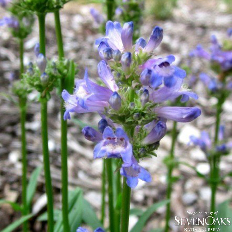 Penstemon rydbergii 4 in Meadow Penstemon