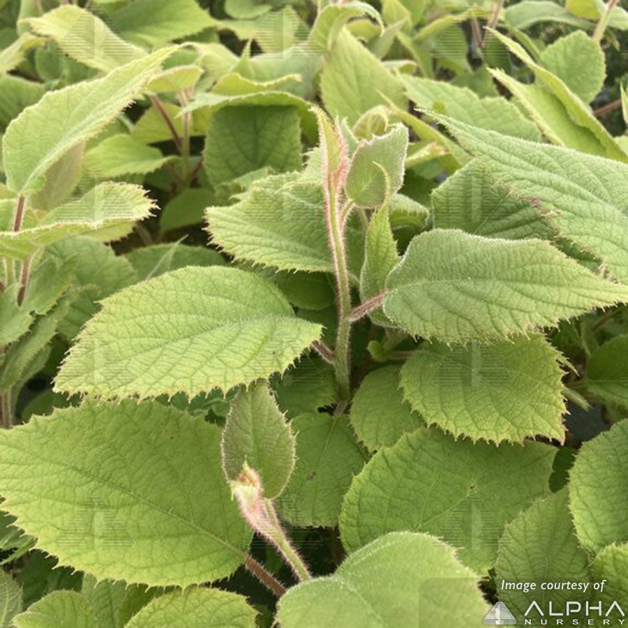 Kiwi Actinidia deliciosa Jenny 2gal self-fertile