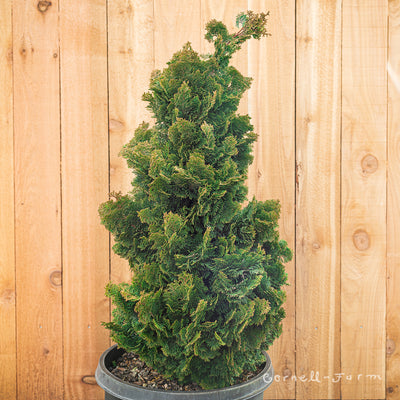 Chamaecyparis o. Nana Gracilis Fast Form Hinoki Cypress 10gal