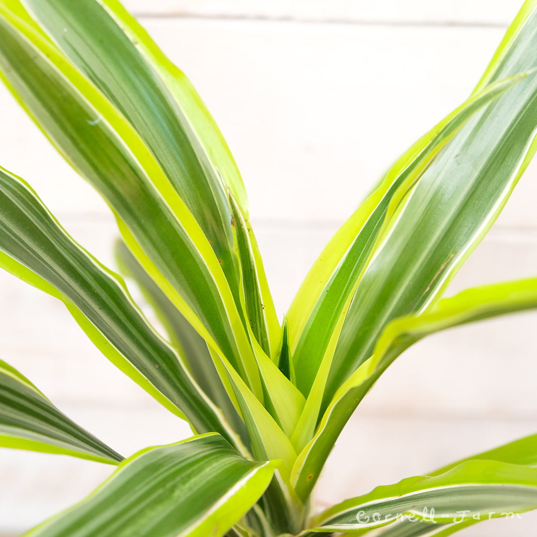 Dracaena deremensis 4in Warneckii Lemon Lime – Cornell Farm