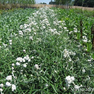 Anaphalis margartacea Qrt Pearly Everlasting