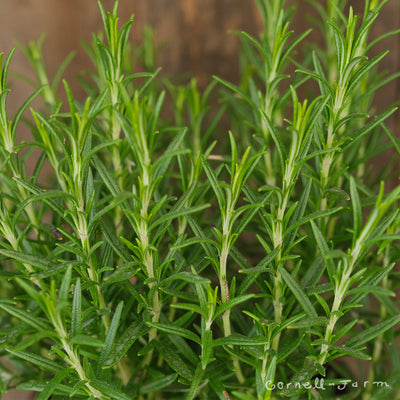 Rosmarinus Barbeque 1gal Rosemary