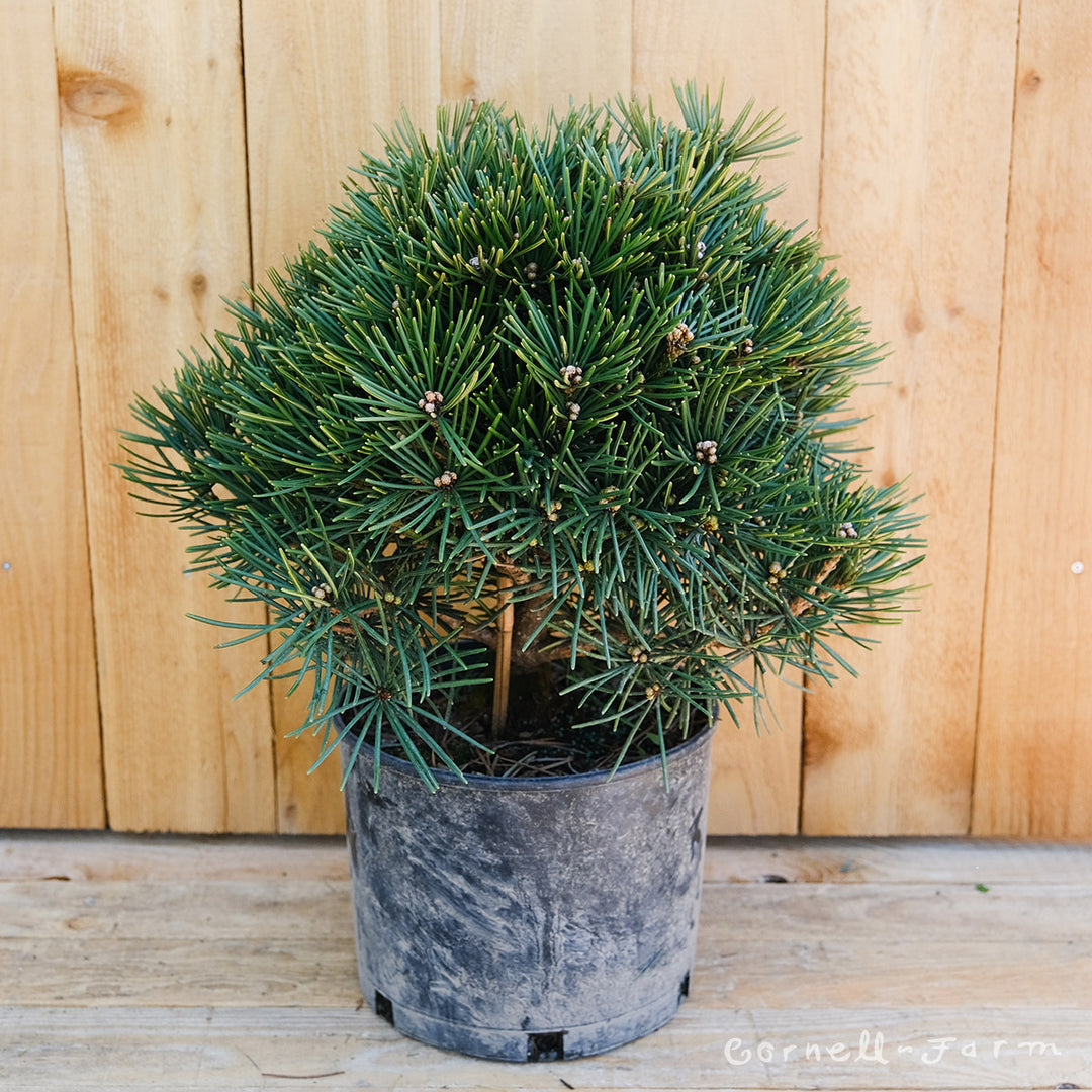 be65d3fa42cfcb17be299d2854d437